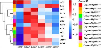 Ethylene-Inducible AP2/ERF Transcription Factor Involved in the Capsaicinoid Biosynthesis in Capsicum